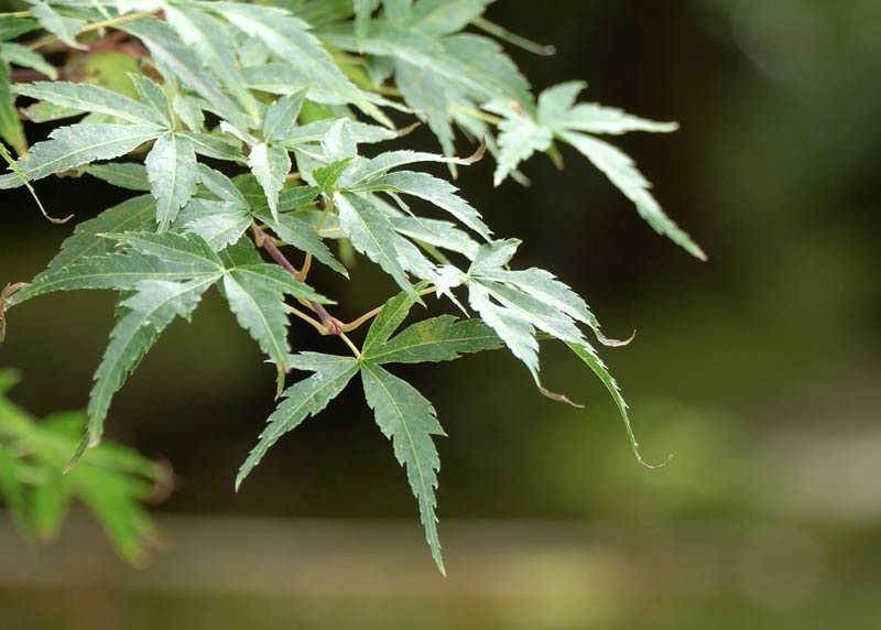 Leaves of the Maple 