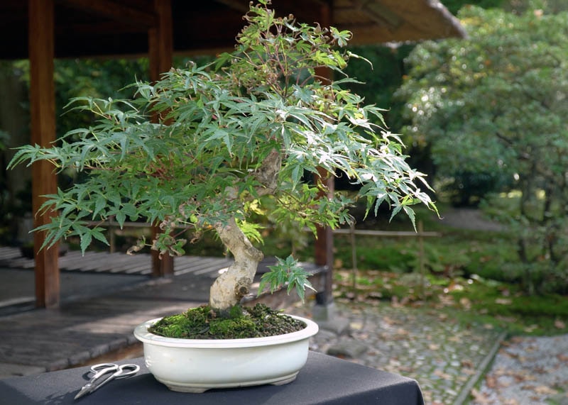 Maple bonsai 