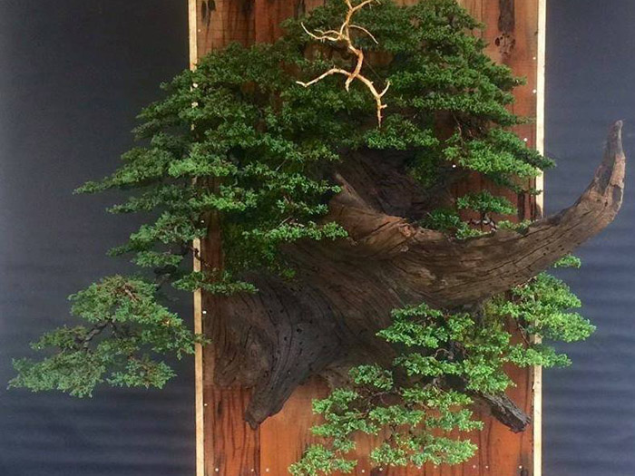 Bonsai at Namaste Bonsai event