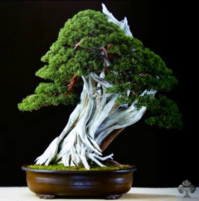 Juniperus chinensis bonsai