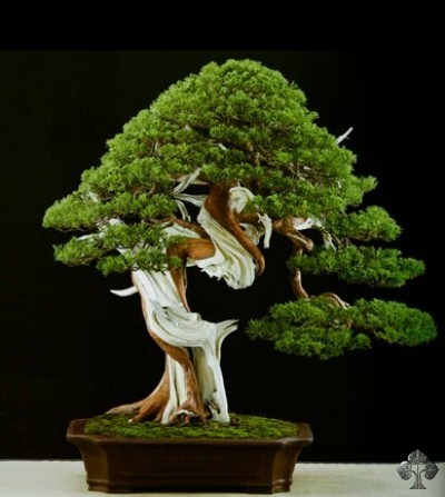 Juniper bonsai by Marco Invernizzi