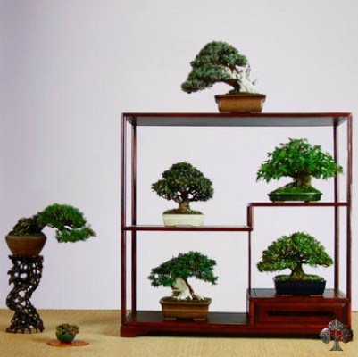 Shohin bonsai