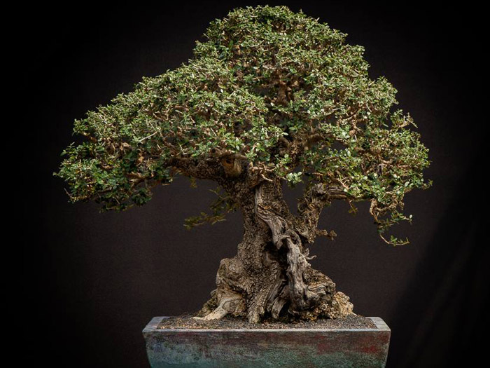 Olea Sylvestris bonsai