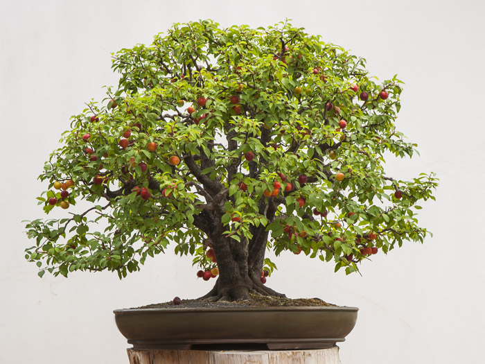 Prunus Cerasifera bonsai