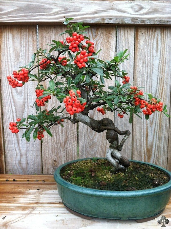 Pyracantha Bonsai