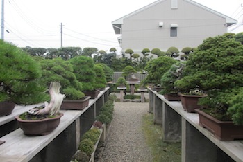 Masahiko Kimura Bonsai master