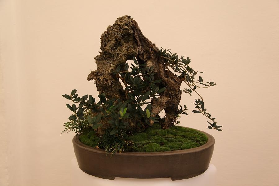 Bonsai landscape Hirao