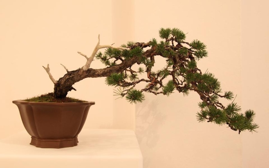 Masashi's Bonsai trees