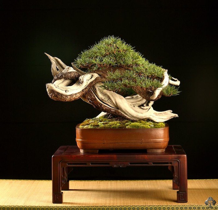 Pinus bonsai by Mauro Stemberger