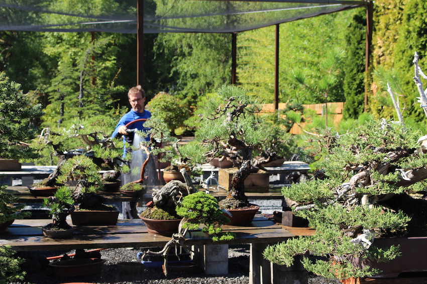 Watering Bonsai trees