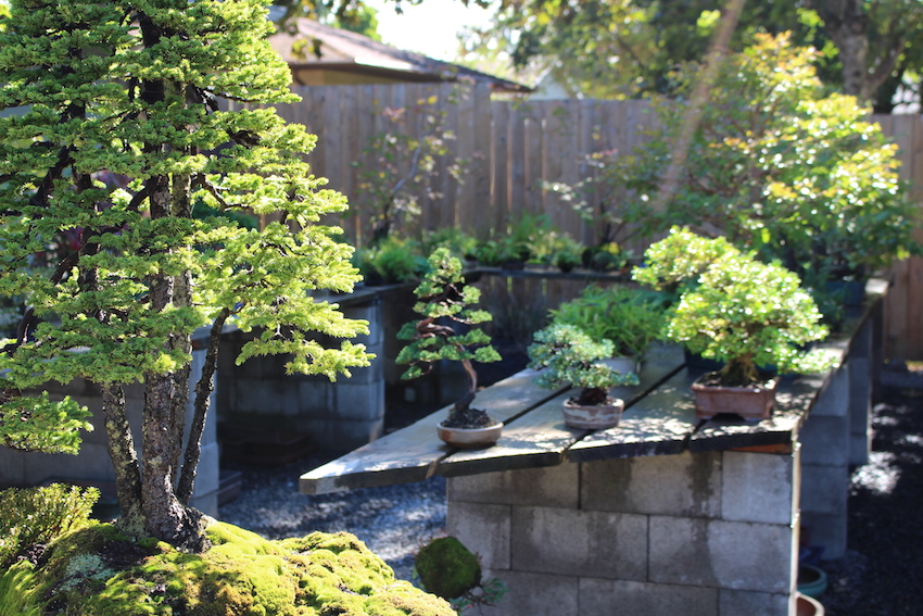 Shohin bonsai trees