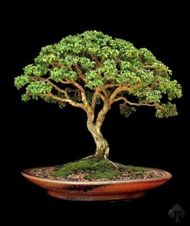 Buxus Bonsai