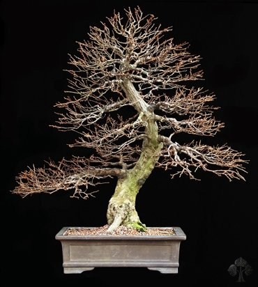 Michael Persiano Bonsai