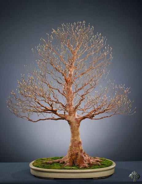 Stewartia bonsai tree