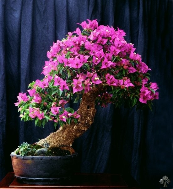 Bougainvillea bonsai by Michele Andolfo