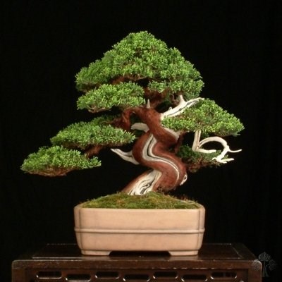 Juniperus Chinensis bonsai