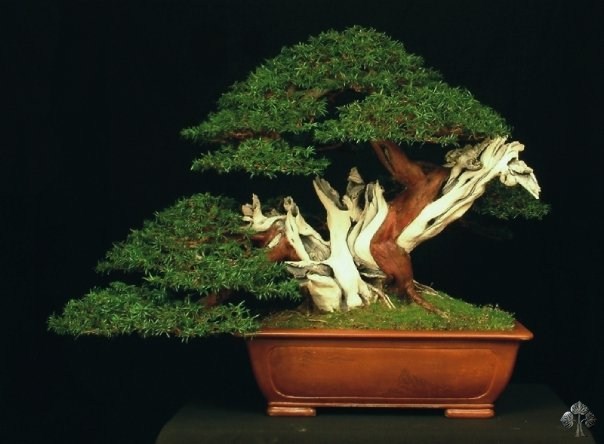 Taxus Baccata bonsai