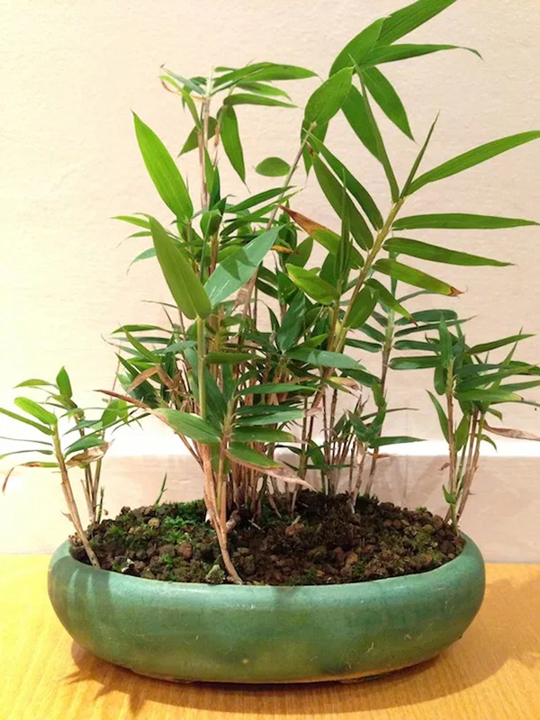 Bamboo Bonsai