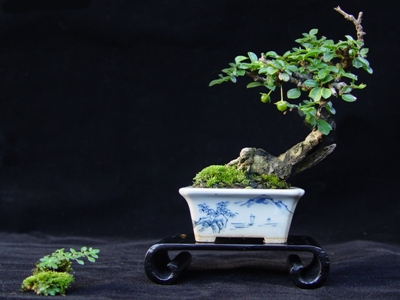 Mini bonsai