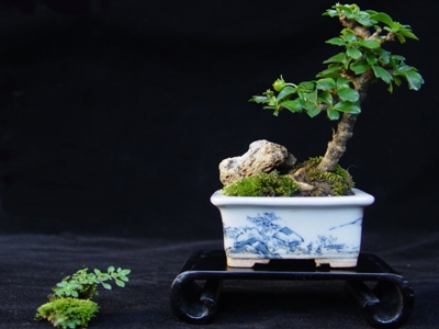 Mini bonsai robert steven