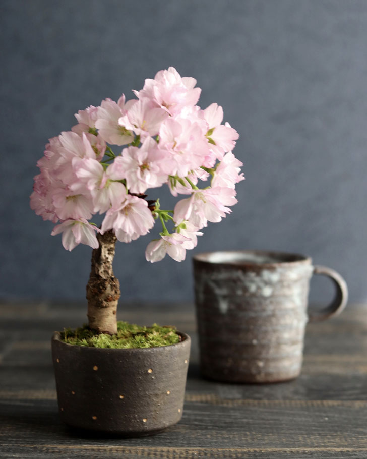 Mini Cherry Bonsai