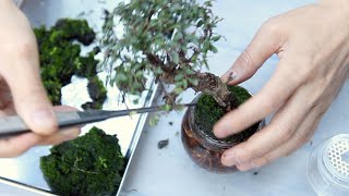 Aqua Bonsai video