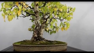 Award winning Bonsai video