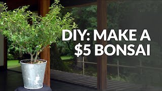 Bonsai on a tight budget