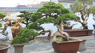 Penjing top 10 Bonsai video