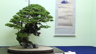 Rock Bonsai video