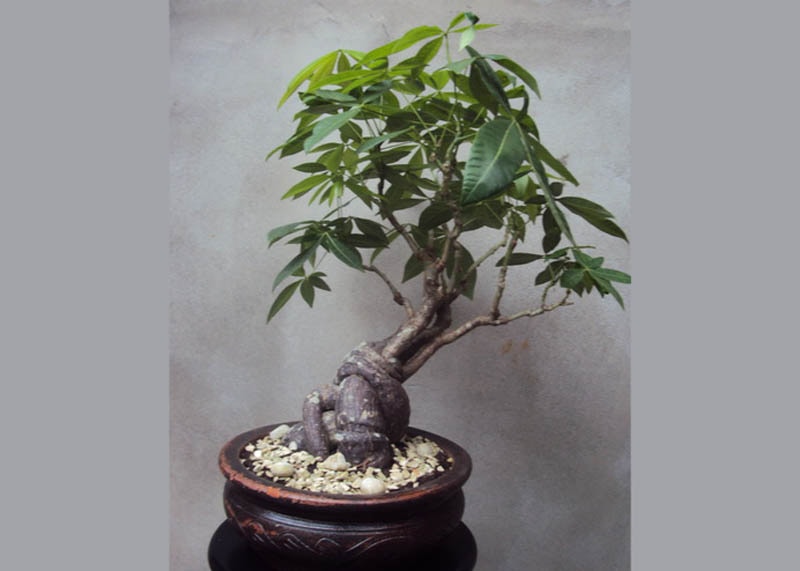 Money tree bonsai tree 