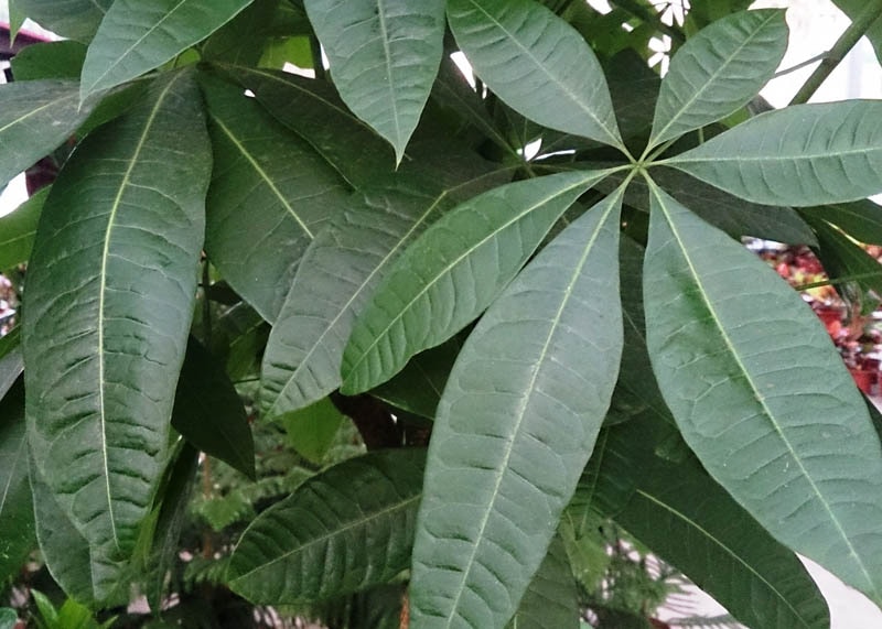 Leaves of the Money tree 