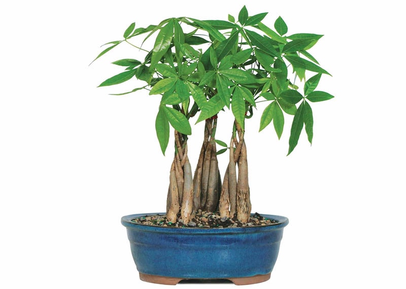 Pachira aquatica bonsai 