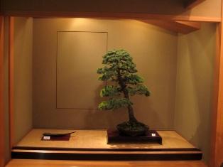 Morimae Bonsai shop