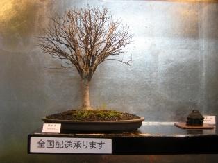 Morimae Ginza Bonsai