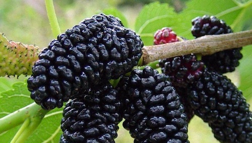 Morus nigra, called black mulberry