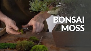 Moss on Bonsai video