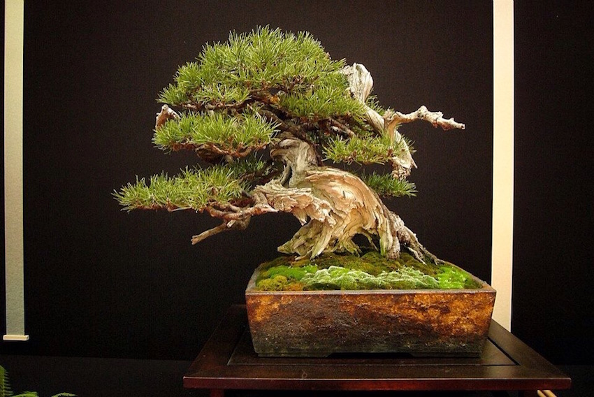 Mugo bonsai