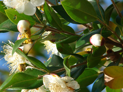 Myrtle Myrtus communis