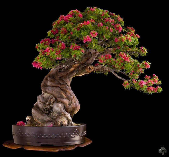 Nacho Marin bonsai