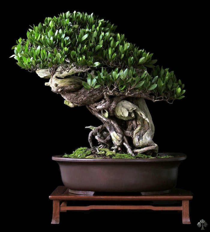 Conocarpus Erectus bonsai