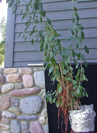 Ficus air roots