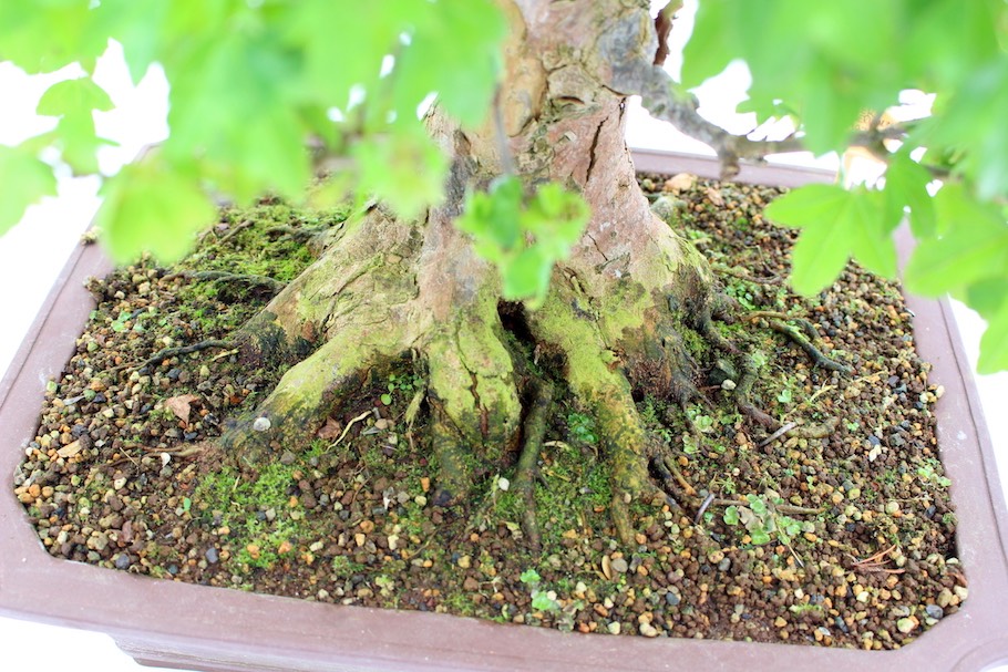 Bonsai tree