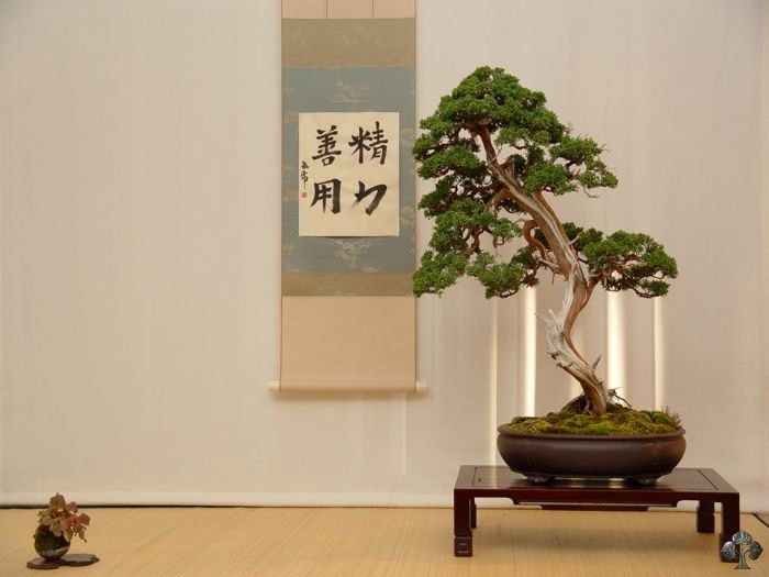 Nicola Crivelli bonsai