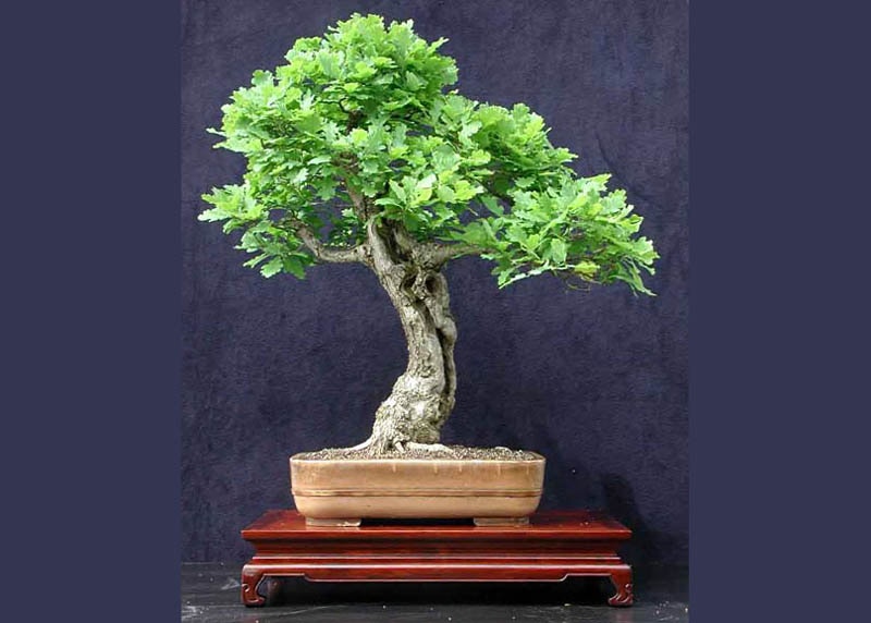 Oak bonsai tree 