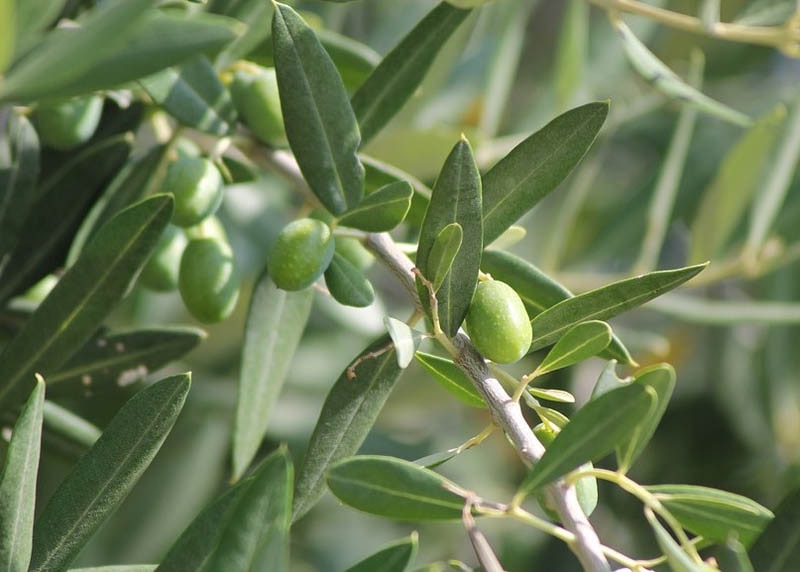 Leaves of the Olive 