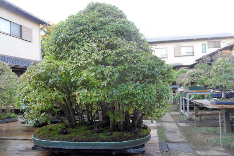 Maple Bonsai