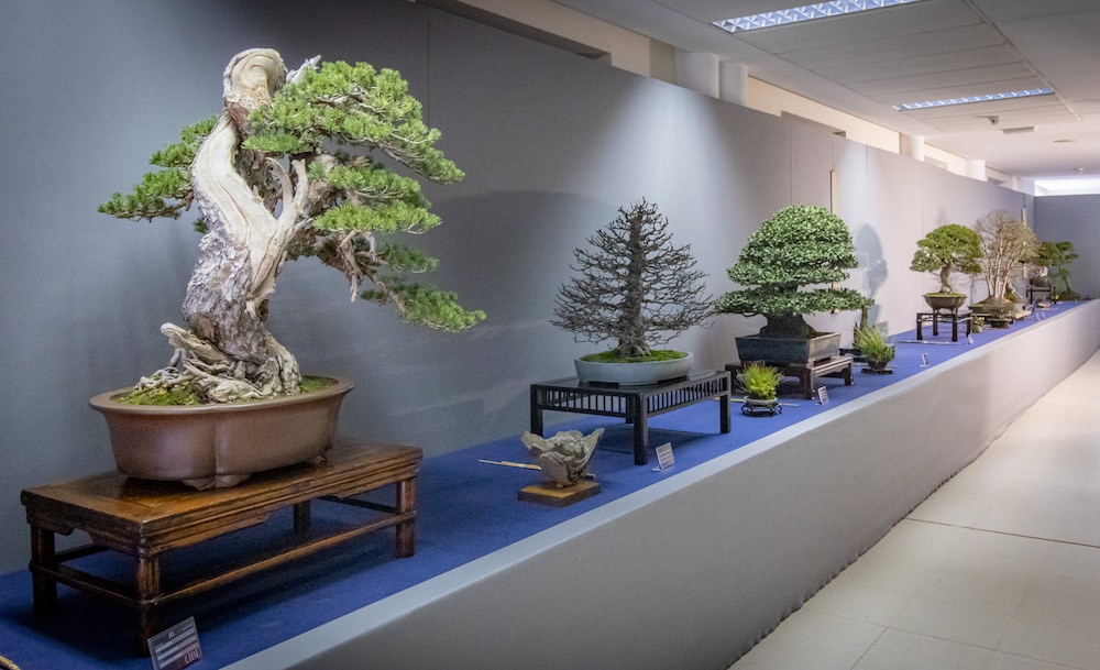 UBE Bonsai Exhibition