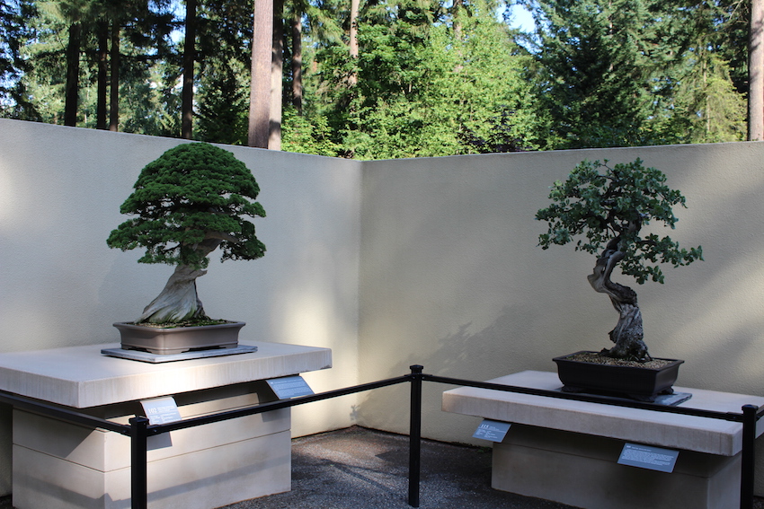 Museum bonsai displays