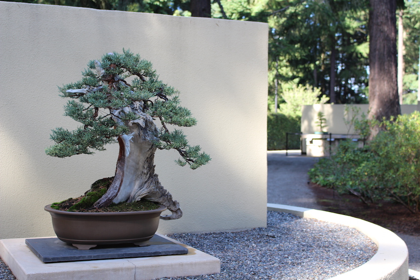 Sierra Juniper bonsai